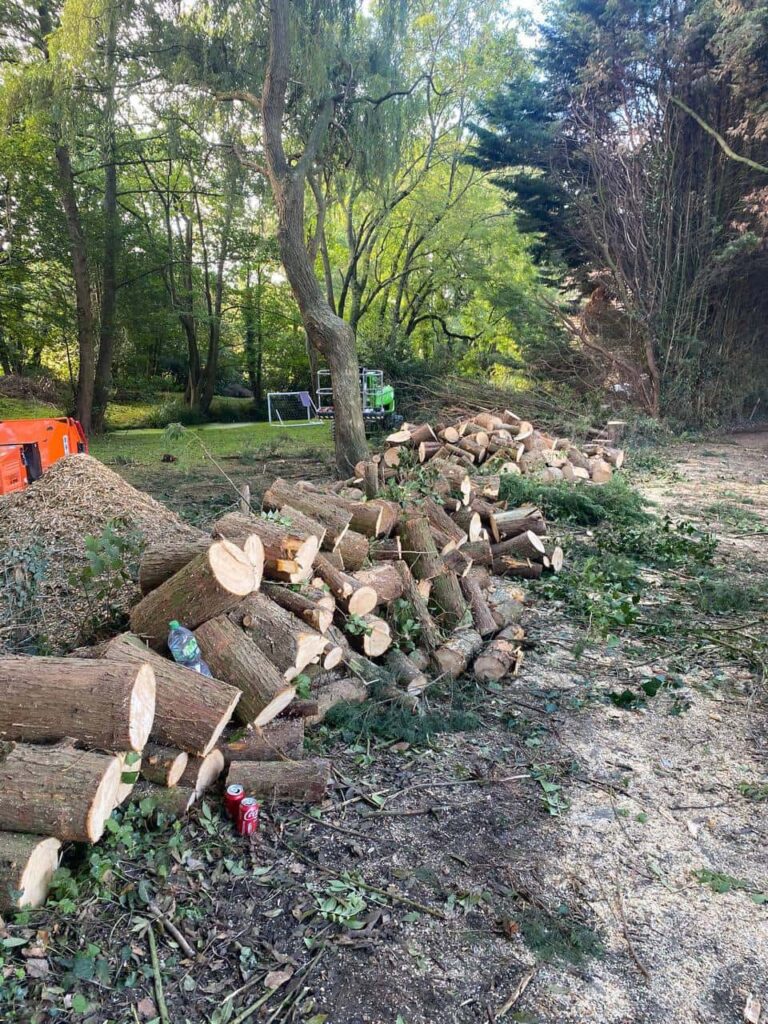 This is a photo of a wood area which is having multiple trees removed. The trees have been cut up into logs and are stacked in a row. Wellingborough Tree Surgeons